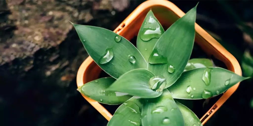 The Power of Herbal Medicine: Exploring Nature’s Remedies